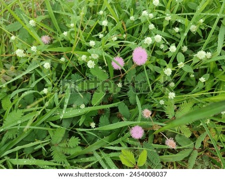 Mimosa Pudica, Sensitive Plant, Humble Plant, Touch-Me-Not, Shameplant, Tracheophytes, Angiosperms, Eudicots, Rosids, Fabalea, Fabaceae, Caesalpiniodeae, Mimosoid Clade, Royalty-Free Stock Photo #2454008037
