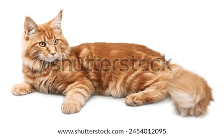 Fluffy tabby cat relaxing on a white surface

A photo of a fluffy tabby cat lying on its side on a white surface. The cat has short legs and a long, bushy tail.   Royalty-Free Stock Photo #2454012095