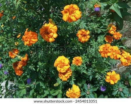 blooms of beauty African marigold flowers during bright sunny day Royalty-Free Stock Photo #2454013351