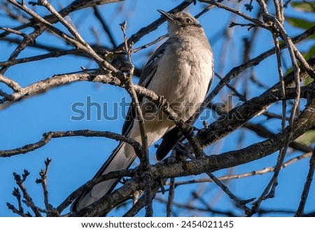 A Northern Mockingbird high up in a tree                               
