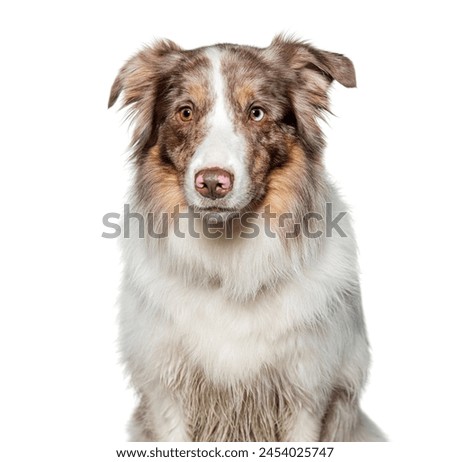 Portrait of an old sitting australian shepherd with a joyful expression isolated on white