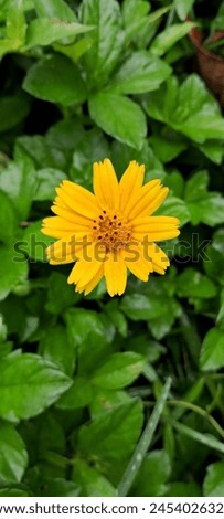 Picture of a yellow flower
