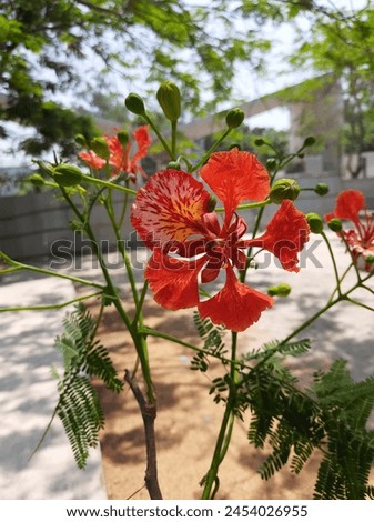 A Krishnachura flower in Bangladesh