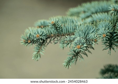 Green spruce branches. Coniferous plant. background
