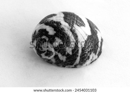 Sea snail shell with black and white pattern  white background.