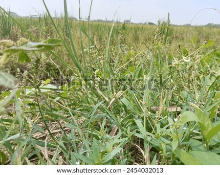 weeds in the middle of the rice field 