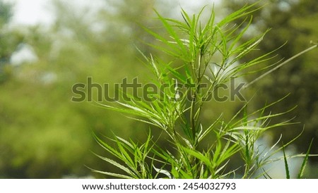 a beautiful Cannabis plant closeup shot