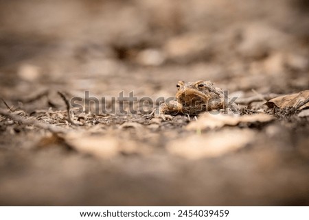 toad on the road, frog on the forest road, toad among the leaves, camouflaging colors, bufo bufo, early spring, tailless amphibian, brown, photo from the ground perspective, blurred background