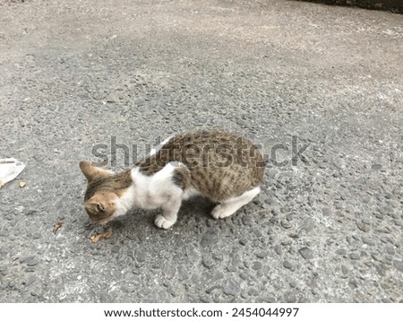 Small cat  domestic animals and nature of nepal