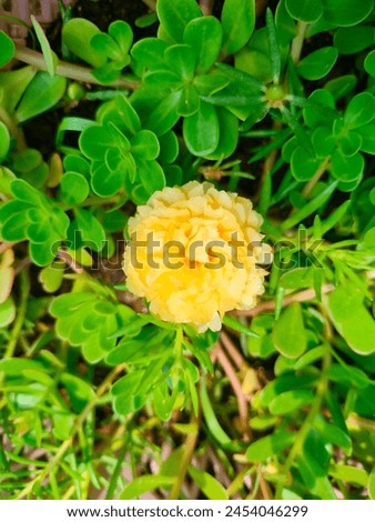 Stunning close-up of Portulaca Grandiflora(Moss-rose-purslane,Rose moss, Mexican rose sun rose,table rose,rock rose, eleven o'clock)yellow flower isolated ultra hd hi-res jpg stock image photo picture