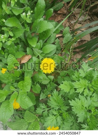 Whenever I took a walk or went out, I took a picture of a dandelion in a flower bed on the side of the road with my smartphone camera.