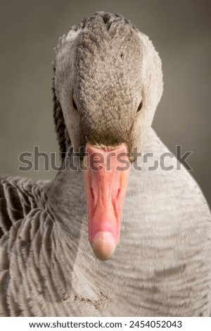 goose looking straight down, vertical portrait of greyllag, anser anser, beak, bird, anatomy, structure, exclamation mark, unique shot, wildlife, photography, vertical