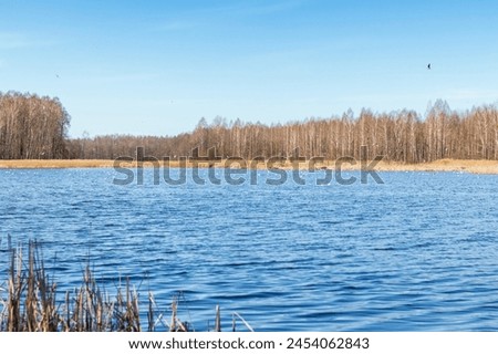 Waterfowl. Different types of a aquatic birds gathered for mating on the lake. Waterfowl Royalty-Free Stock Photo #2454062843