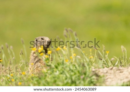 Side view of a mountain marmot ( Murmeltier) in the Swiss Alps, during summer. The animal is sitting on the entrance of his nest. Wildlife picture, Mountains around Arosa, Switzerland. Copy space.