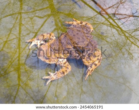 
Reproduction of bufo bufo toads in water. Male and female common toads mating in an artificial pond. Poland.