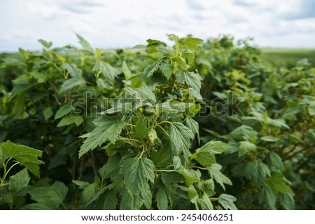 Beautiful scenery in the rural area. Close-up picture of currant leaves. Environmental protection. Eco-friendly products. Currant growing farm in Ukraine. Save the planet. Earth day.