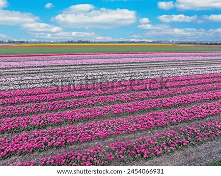Aerial from tulip fields in spring in the Netherlands Royalty-Free Stock Photo #2454066931