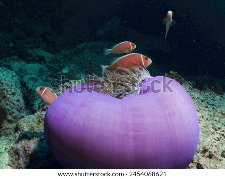 Sea Anemones - Predatory Marine Invertebrates Marine Animals in phylum Cnidaria Anthozoa. Pink Skunk Clownfish (Amphiprion perideraion) home at tropical warm water coral reef of Indo Pacific Ocean.  