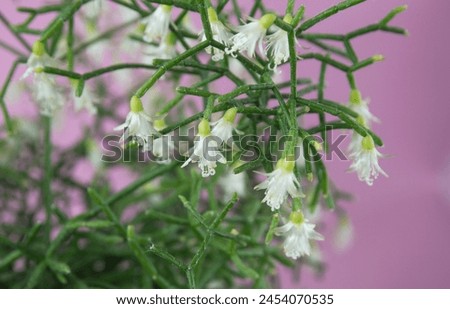 Rhipsalis,  mistletoe cacti in bloom,   epiphytic flowering plant in the cactus family, on pink background