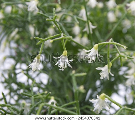 Rhipsalis,  mistletoe cacti in bloom,   epiphytic flowering plant in the cactus family