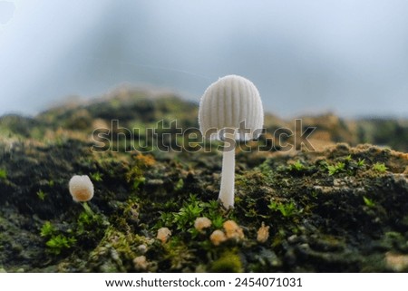 Closed up Toadstools on a rotted wooden trunk. Macro .White mushroom. The mushroom is not edible. It grows on rotten wood

 Royalty-Free Stock Photo #2454071031
