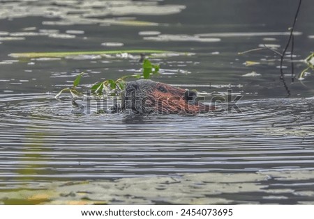 Nature's very own terraformer . The North American Beaver Royalty-Free Stock Photo #2454073695