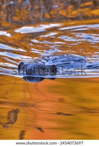 Nature's very own terraformer . The North American Beaver Royalty-Free Stock Photo #2454073697