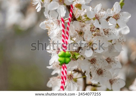 Traditional martenitsa tied on a blossom Prunus Cerasifera with blurred background. Spring wallpaper. Bulgarian tradition. Baba Marta Day. Symbol of the coming spring and of new life.