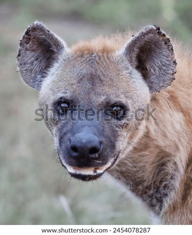 Hyena 
Profile picture of head of hyena