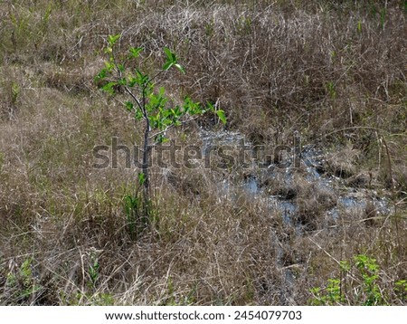 New tree growing in the wetlands of the Everglades, Florida. Growth conceptual image with text space to the right. 