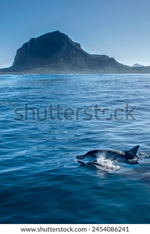 Spinner dolphin near Le Morne, Mauritius Royalty-Free Stock Photo #2454086241
