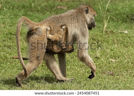 Chacma Baboon (Papio ursinus) in South Luangwa National Park. Zambia. Africa.