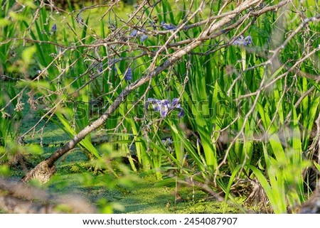 Wild native irises flowers in a wetland. Iris is depicted in mythology by a rainbow. 