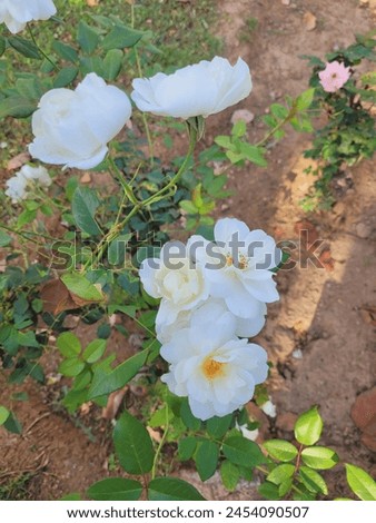 Beautiful plant of white roses real natural white roses picture