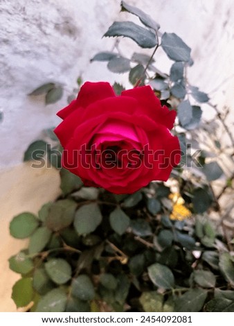 i have shared a red rose picture .