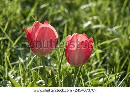 pretty bright pink tulips with green grass blurred in the background