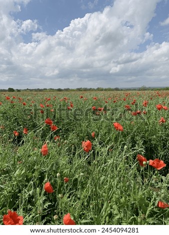 Fields of Poppies and Flowers