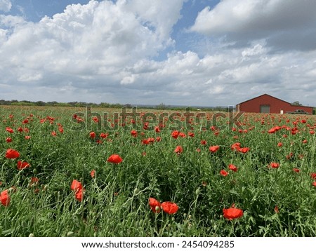 Fields of Poppies and Flowers