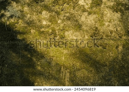 Close-up of concrete wall overgrown with moss and covered with dirt, background, texture.