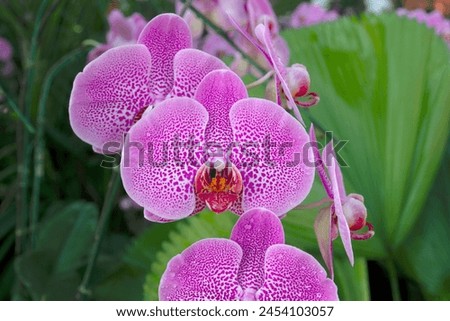 Beautiful orchids in a garden that retains moisture Royalty-Free Stock Photo #2454103057