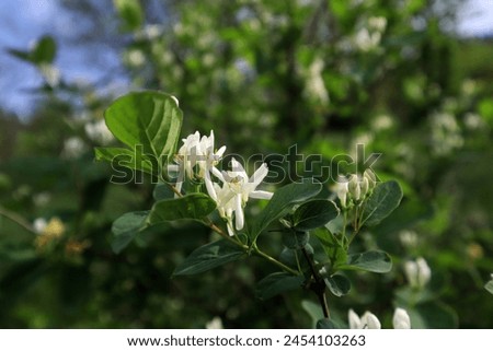 White flowers of Lonicera morrowii (Morrow's honeysuckle)