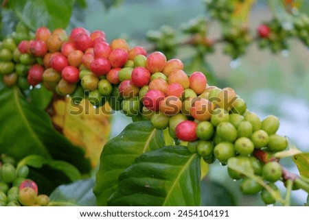 Green and red coffee beans in one stem. coffee plantation. Coffee has lots of fruit. Arabica , robusta 