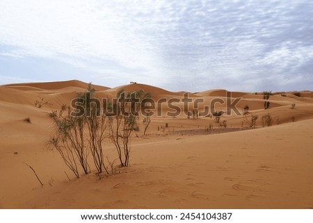 Some barren shrubs grow in the inhospitable landscape of the Sahara desert Royalty-Free Stock Photo #2454104387
