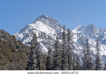 Snow covered mountain peaks on a sunny day against a backdrop of blue sky, with coniferous fir forest at the foot of the mountains.
