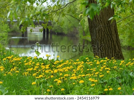 Landscape with a river and kulbaba, dandelion. The yellow color of the medicinal plant Taraxacum officinale L. gives the picture a feeling of spring or summer beauty.