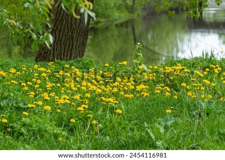 Landscape with a river and kulbaba, dandelion. The yellow color of the medicinal plant Taraxacum officinale L. gives the picture a feeling of spring or summer beauty.