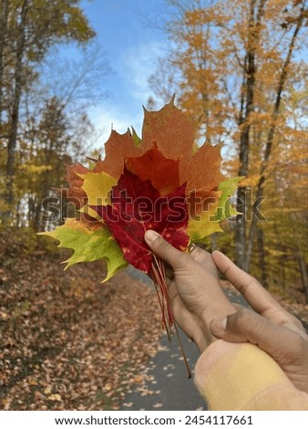 maple leaves fall Colors on couple hands