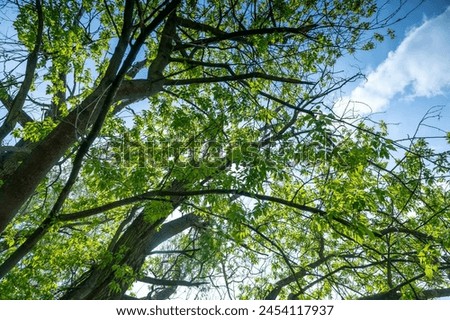 tree branches - ash-leaved maple (Acer negundo L.) Royalty-Free Stock Photo #2454117937