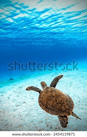 A picture of a turtle in the depths of the beautiful blue sea. This picture was taken during the research that we were conducting in the depths of the sea in the state of dubai. 