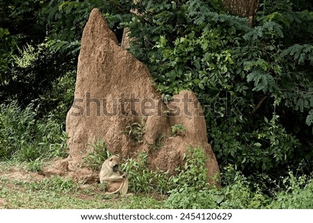 Chacma Baboon (Papio ursinus) at a giant termite mound in South Luangwa National Park. Zambia. Africa.